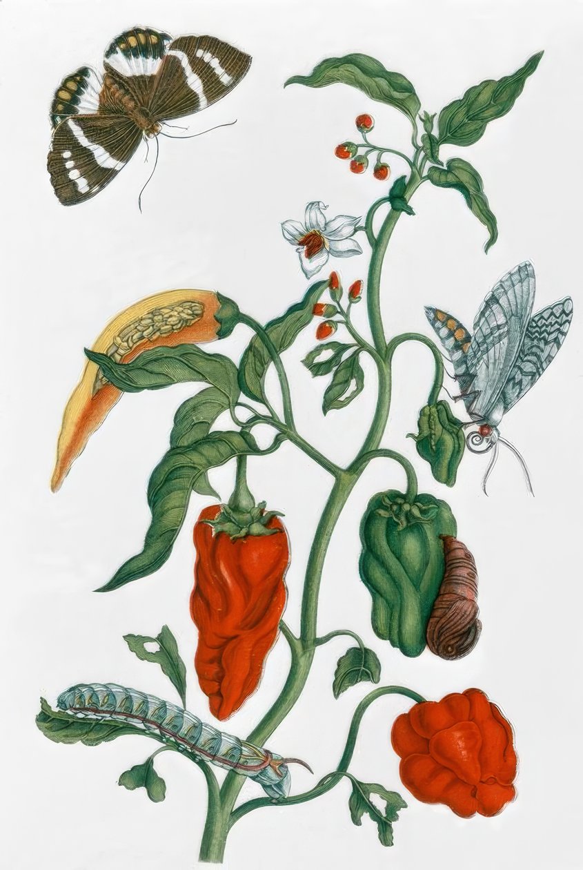 辣椒- MS Merian 作者 玛丽亚·西比拉·梅里安