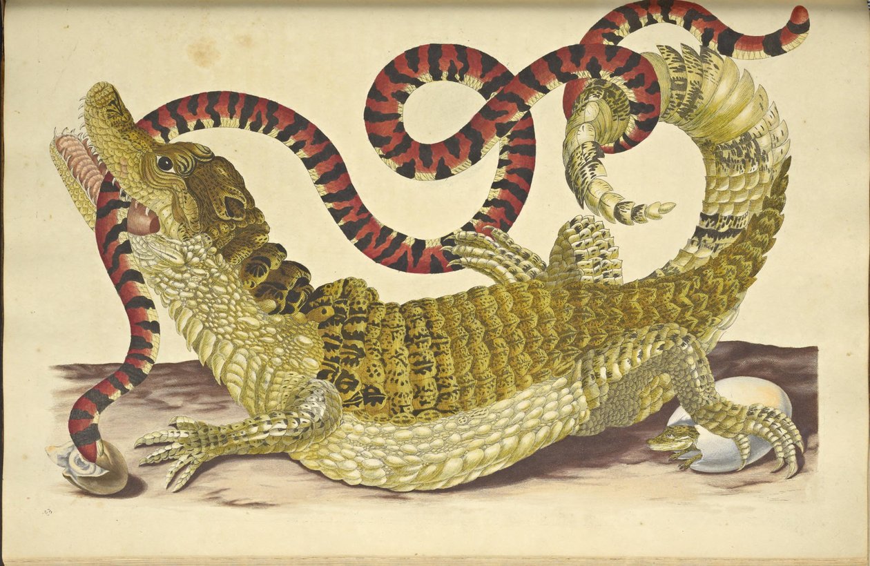 壮观的凯门鳄Caiman crocodilus和一条假珊瑚蛇，1705年。 作者 玛丽亚·西比拉·梅里安