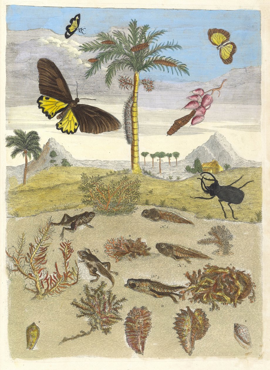 锹形虫、两栖动物和棕榈树。摘自《变形记》（Metamorphosis insectorum）一书...，1705。 作者 玛丽亚·西比拉·梅里安