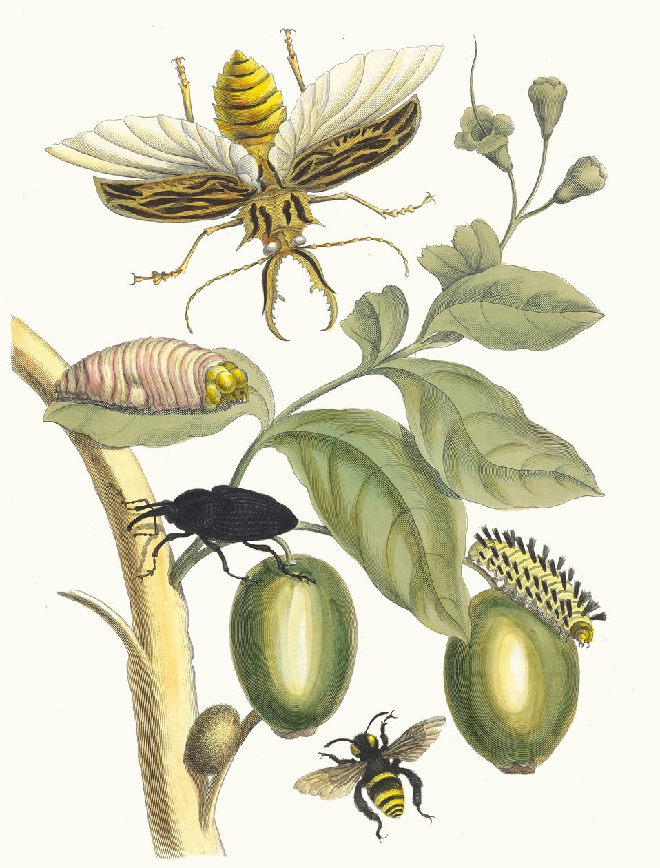 塔布罗巴。摘自《苏里南变形记》（Metamorphosis insectorum Surinamensium），1705年。 作者 玛丽亚·西比拉·梅里安