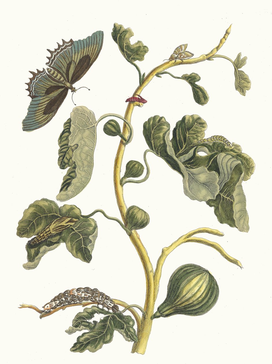 白番石榴。摘自《苏里南变形记》（Metamorphosis insectorum Surinamensium），1705年。 作者 玛丽亚·西比拉·梅里安