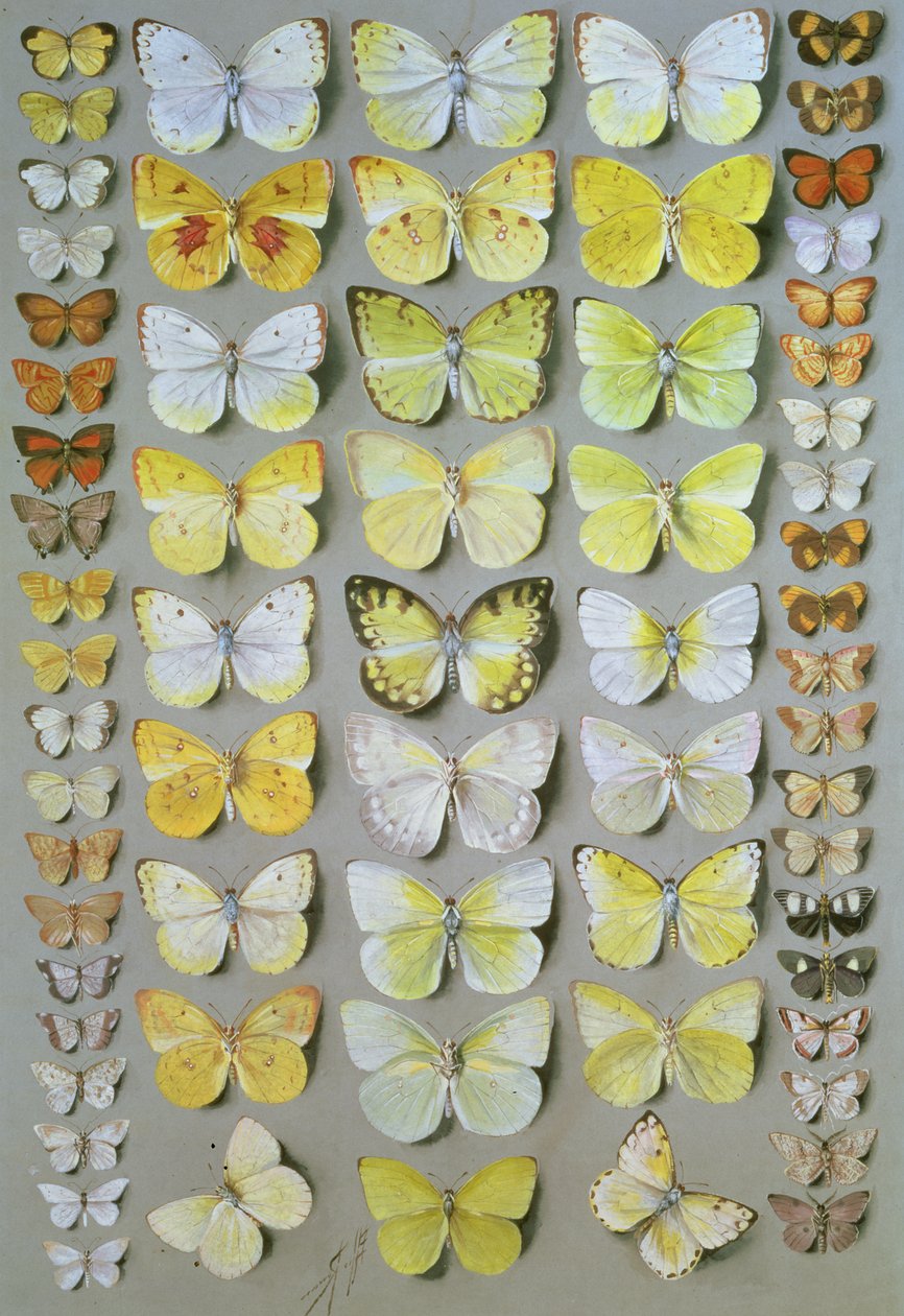 Papuan Butterflies 1,1917-18 作者 玛丽安·埃利斯·罗恩（Marian Ellis Rowan）