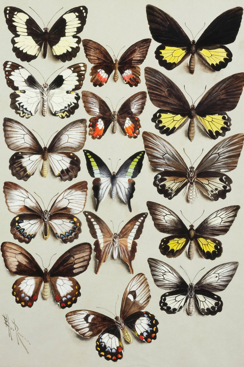 三列中的十五只燕尾蝶（家庭Papilionidae） 作者 玛丽安·埃利斯·罗恩（Marian Ellis Rowan）