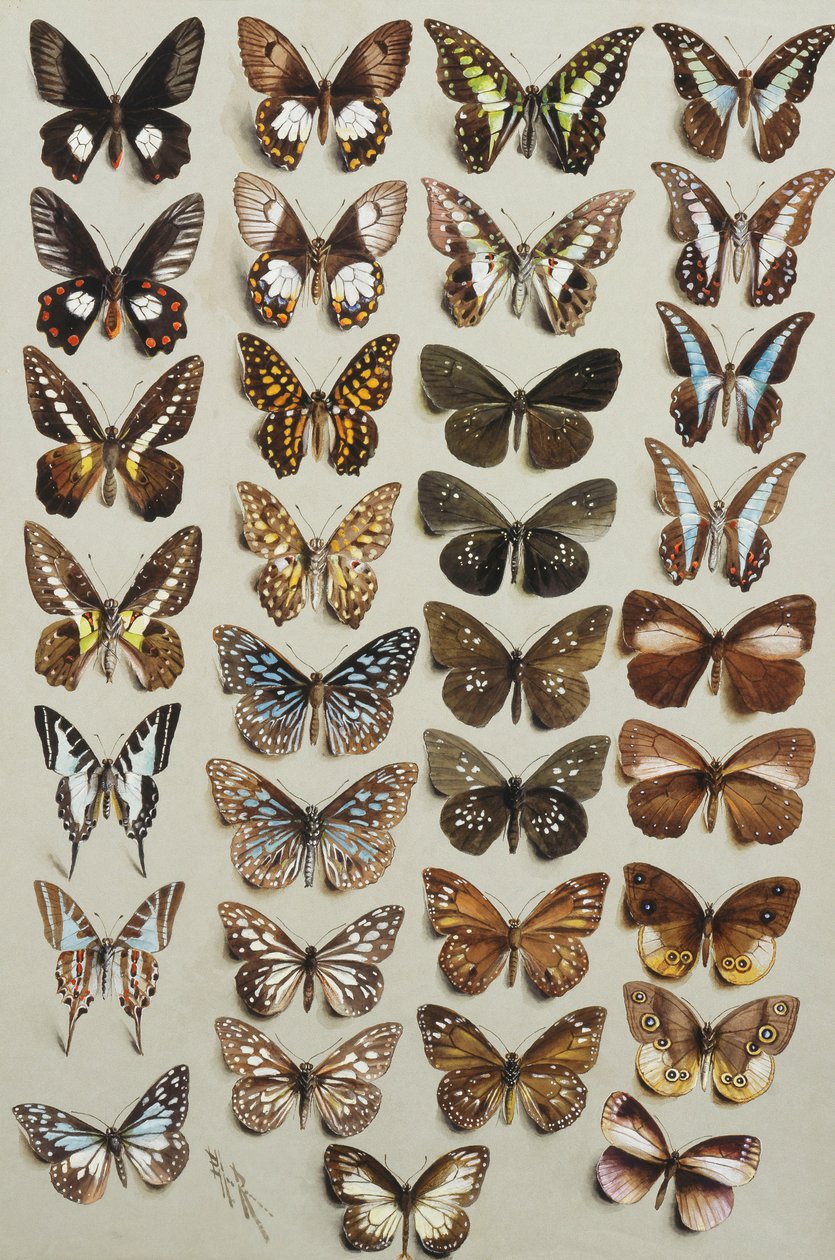 属于Papilionidae和Danainae家族的四列中的33只蝴蝶， 作者 玛丽安·埃利斯·罗恩（Marian Ellis Rowan）