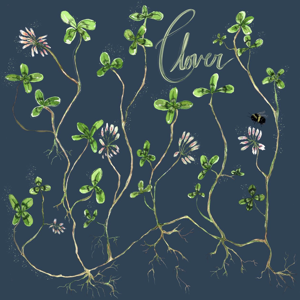 三叶草植物，2021 年（纸面水彩画） 作者 玛丽安娜库鲁昆迪斯