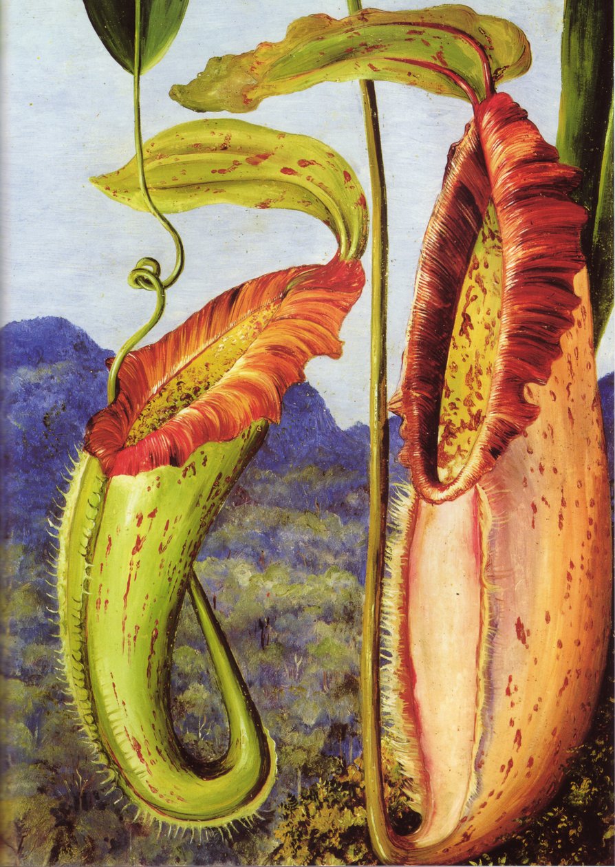 婆罗洲沙捞越石灰岩山脉的一种新投壶植物 作者 玛丽安·诺斯（Marianne North）