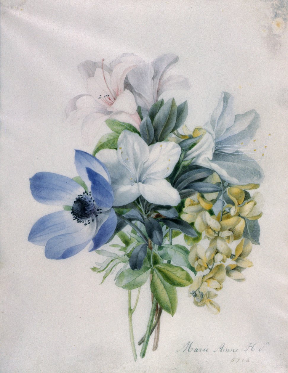 银莲花，紫藤和金链花 作者 玛丽·安妮
