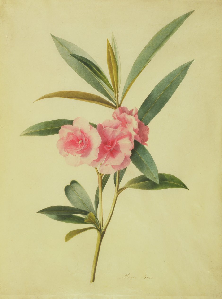 Nerium Oleander（玫瑰湾）（wc on vellum） 作者 玛丽·安妮