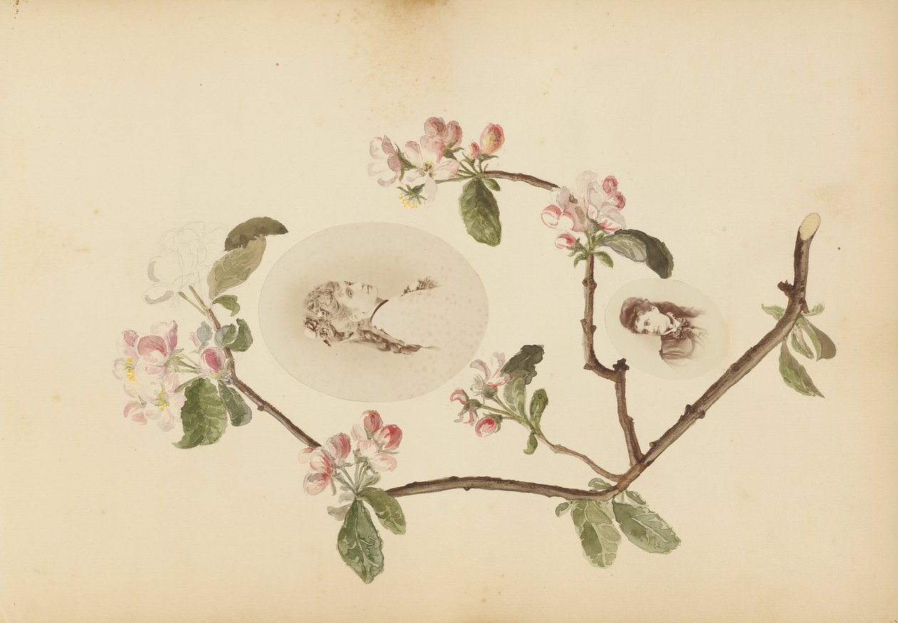 B 夫人专辑 作者 玛丽·布兰奇（Marie Blanche）汉娜（Hennenelle Fournier）
