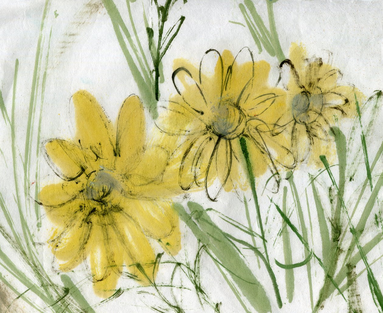 雏菊 2 作者 玛丽娜·法尔科