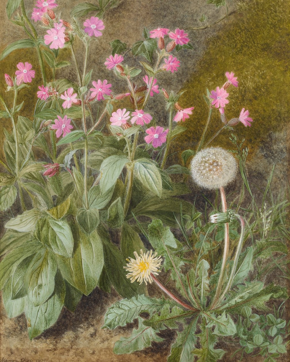 Rose Campions和蒲公英，1875年（纸上写着） 作者 马里恩·蔡斯