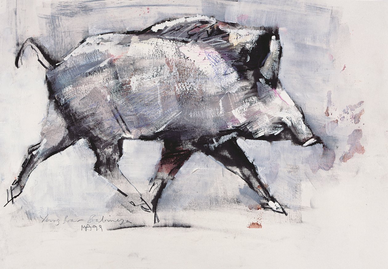 年轻的野猪，Bialowieza，波兰（纸上混合媒体） 作者 马克·阿德灵顿