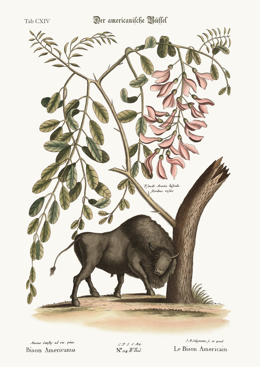 美洲野牛，1749-73 作者 马克·凯茨比