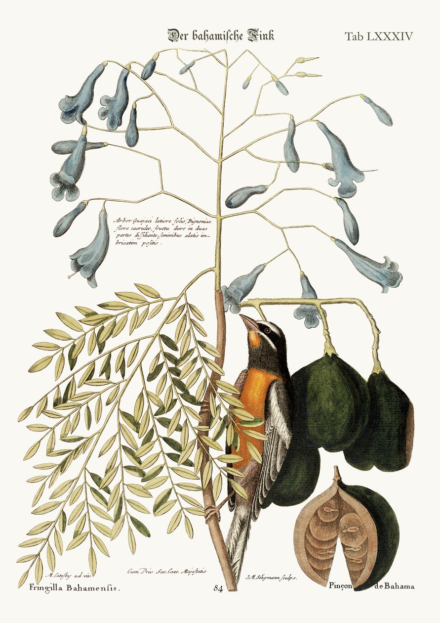 巴哈马芬奇，1749-73 作者 马克·凯茨比