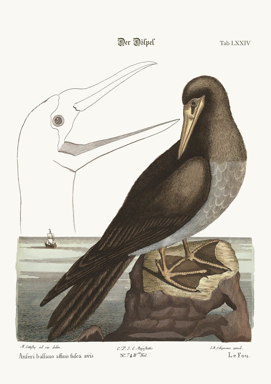 The Booby，1749-73 作者 马克·凯茨比