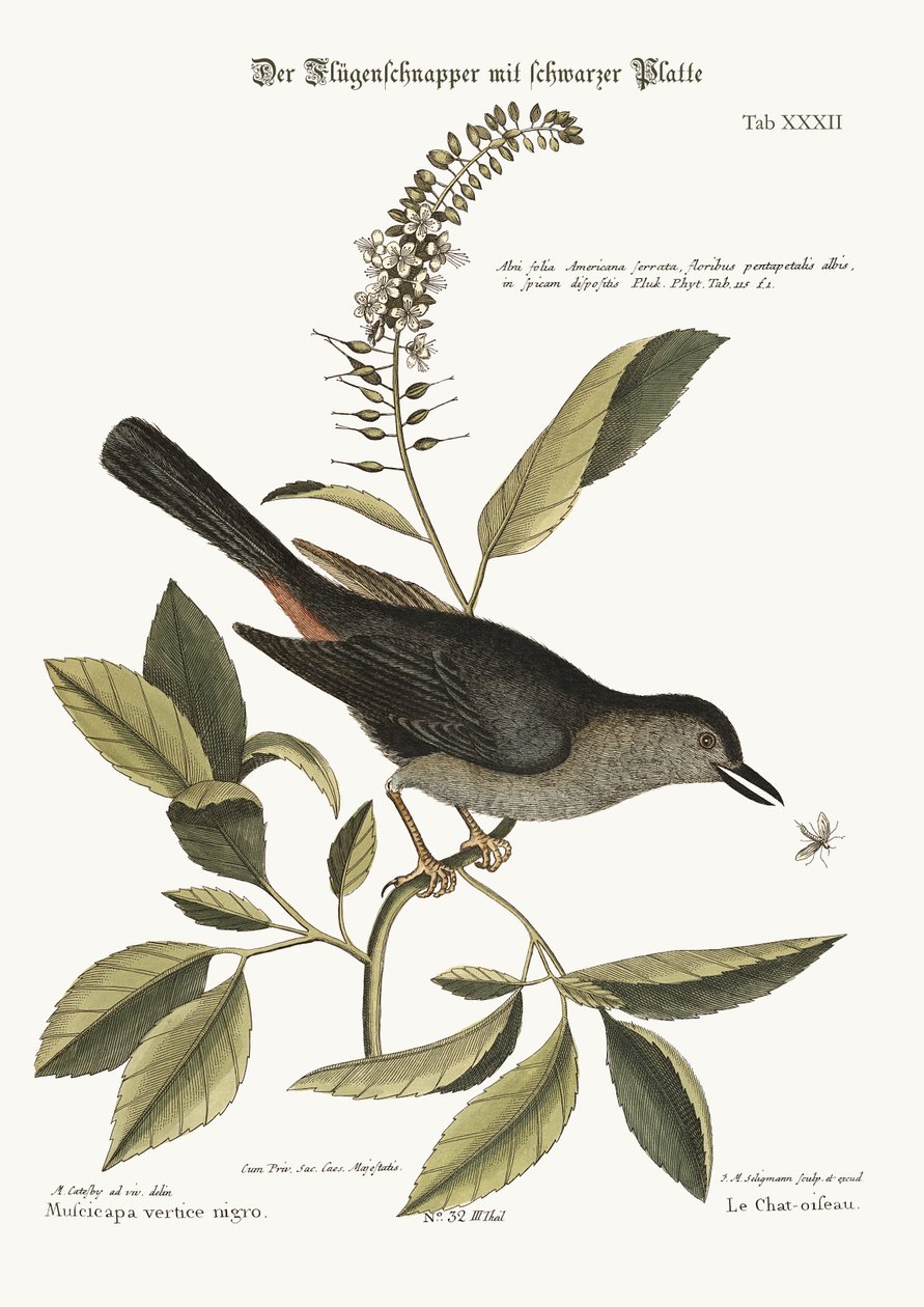 The Cat-Bird，1749-73 作者 马克·凯茨比
