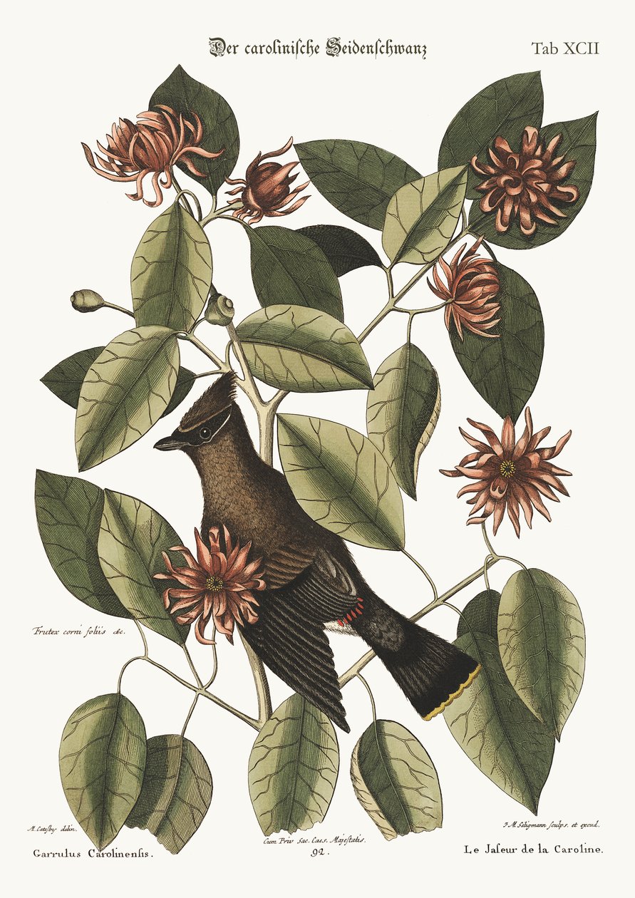Chatterer，1749-73 作者 马克·凯茨比