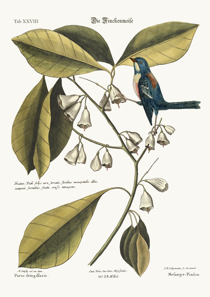 Finch-Creeper，1749-73 作者 马克·凯茨比