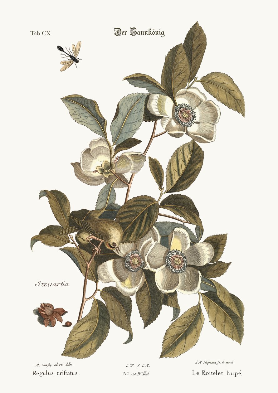 黄金冠W ,, 1749-73 作者 马克·凯茨比