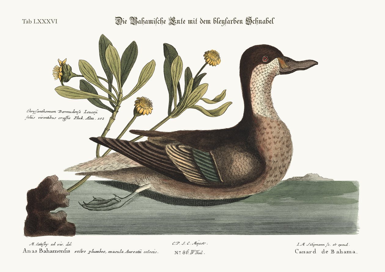 Ilathera Duck，1749-73 作者 马克·凯茨比
