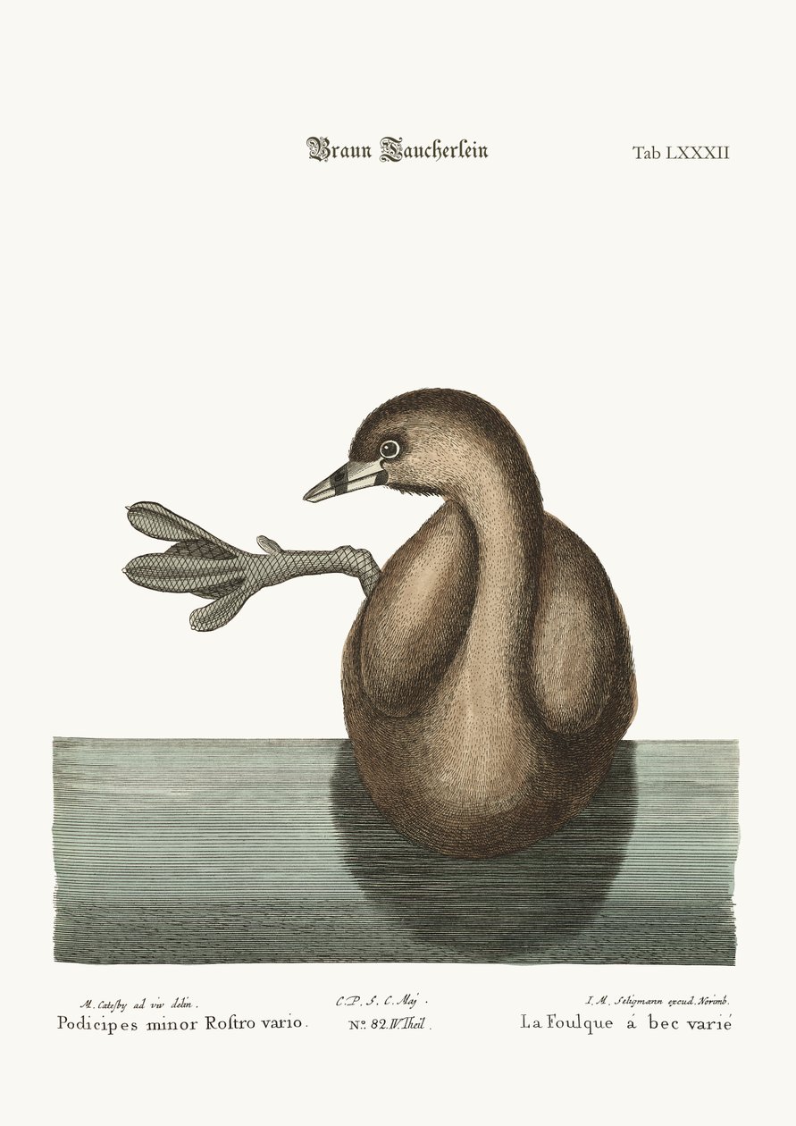 Pied-Bill Dobchick，1749-73 作者 马克·凯茨比