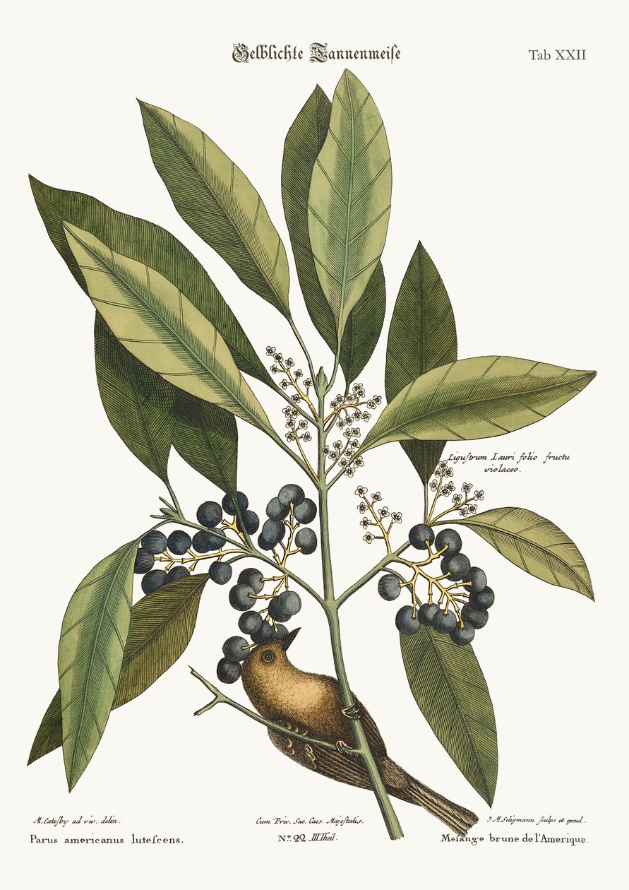 松树爬行者，1749-73 作者 马克·凯茨比