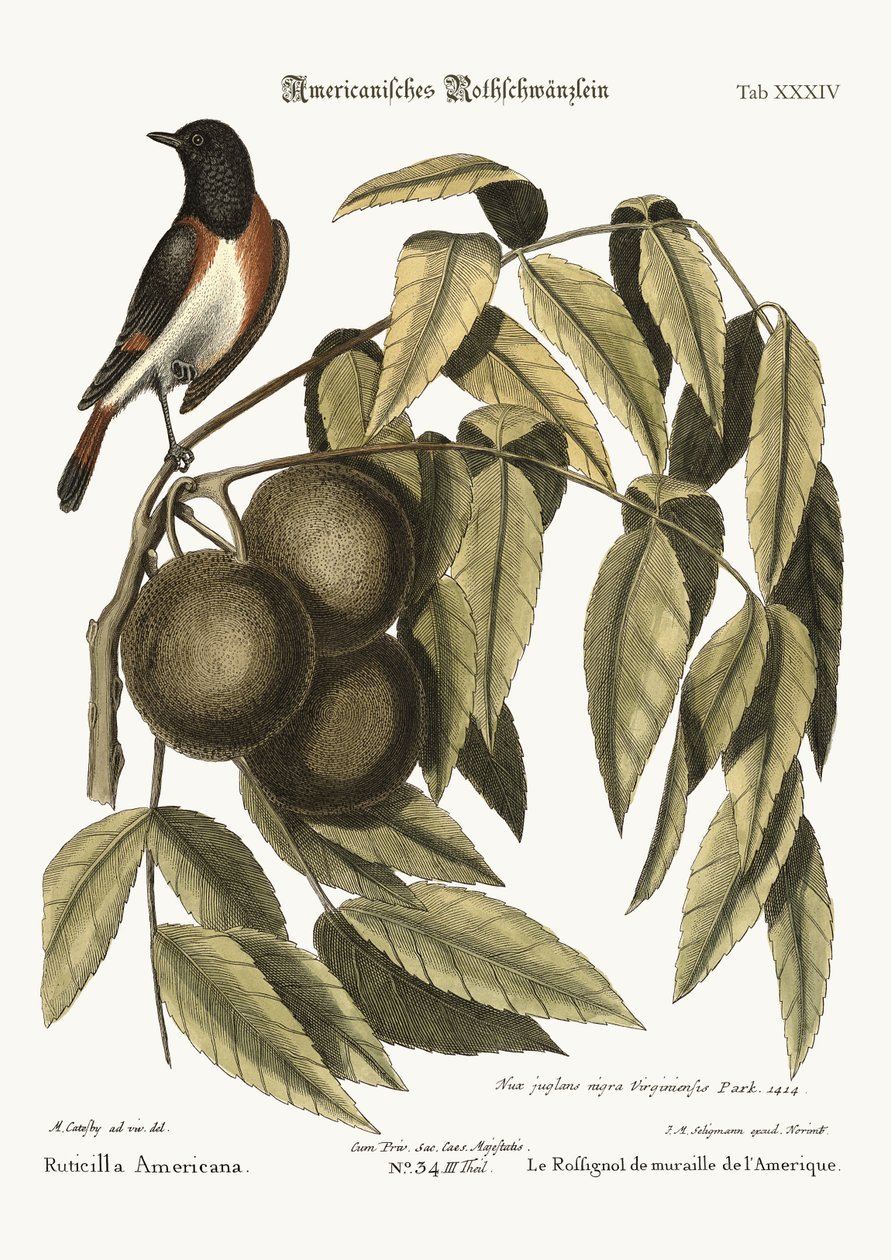 The Redstart，1749-73 作者 马克·凯茨比