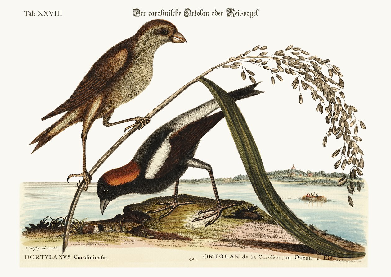 The Rice-Bird，1749-73 作者 马克·凯茨比