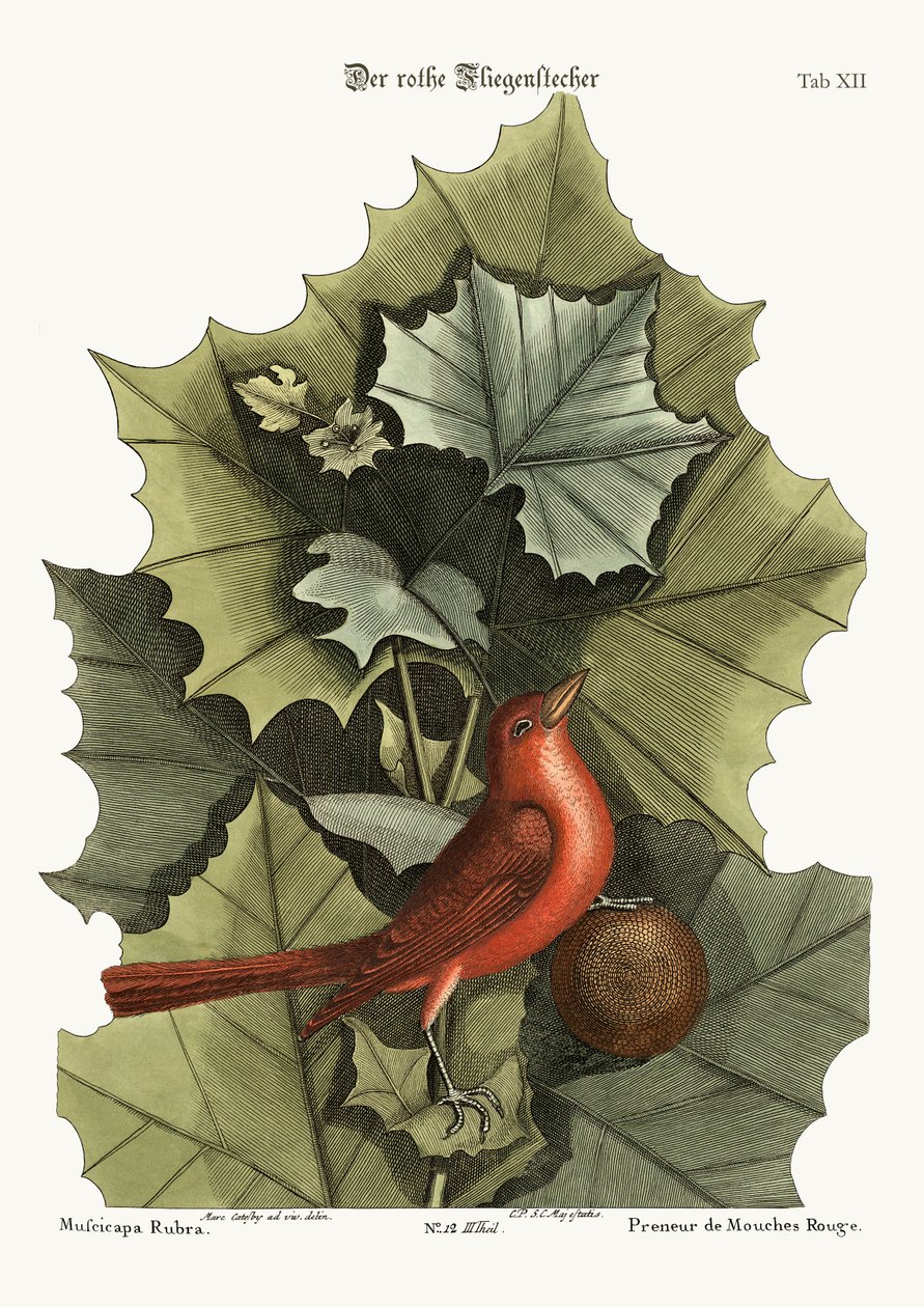 夏季红鸟，1749-73 作者 马克·凯茨比