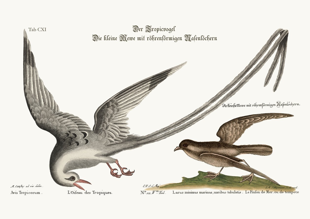 Tropick Bird。风暴 - 芬克或皮特雷尔，1749-73 作者 马克·凯茨比