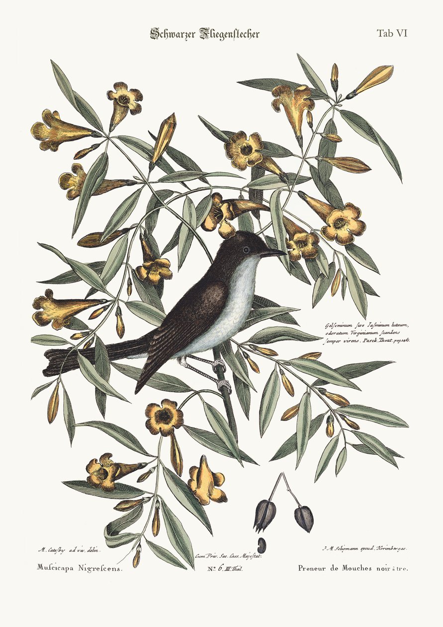 blackcap Flycatcher，1749-73 作者 马克·凯茨比