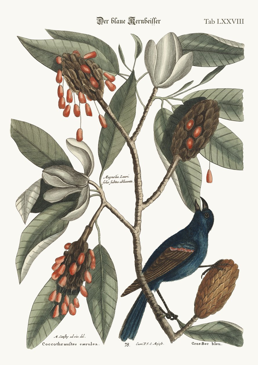 蓝色的Gross-beak，1749-73 作者 马克·凯茨比