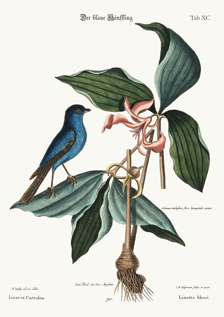 蓝色的林奈，1749-73 作者 马克·凯茨比