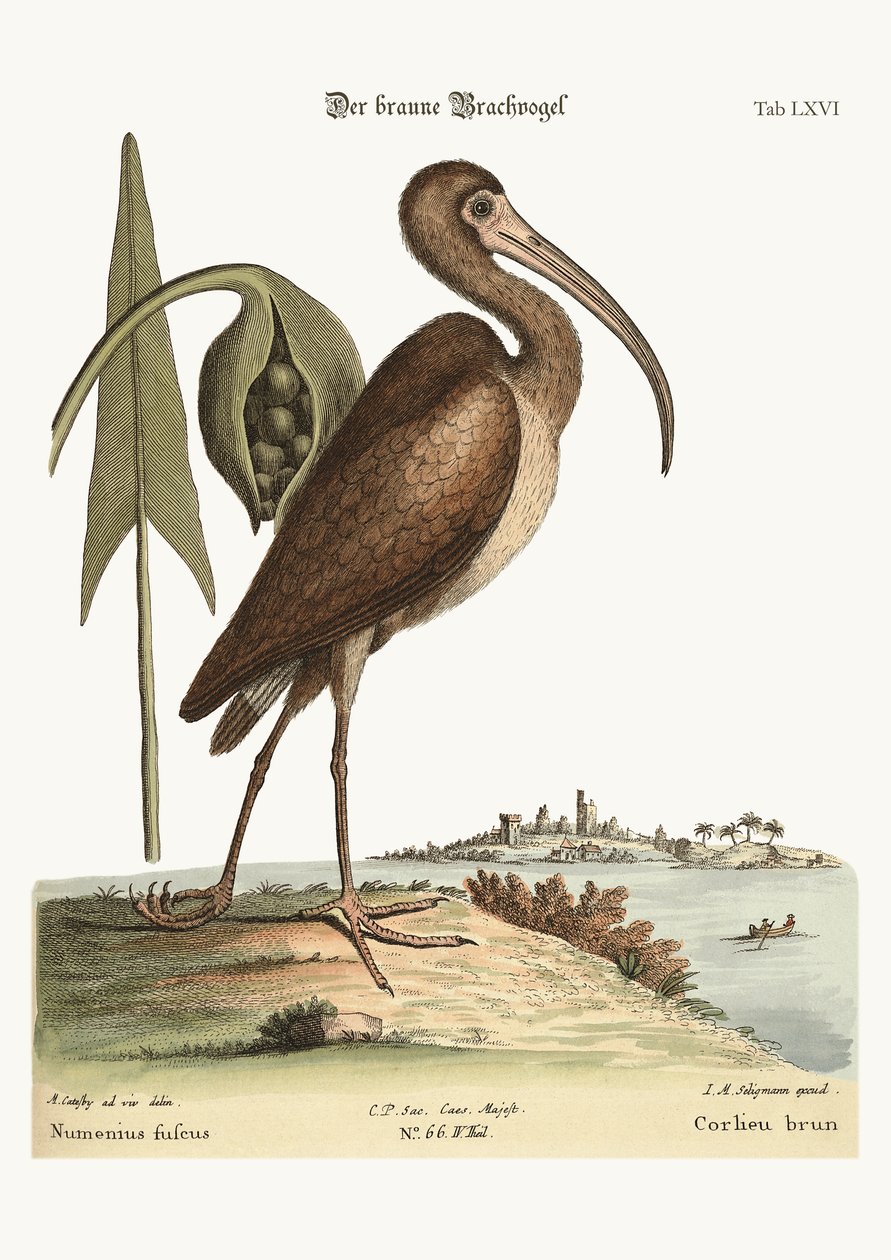 褐色的Curlew，1749-73 作者 马克·凯茨比