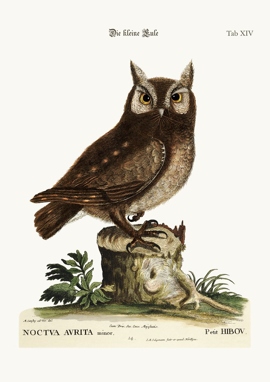 小猫头鹰，1749-73 作者 马克·凯茨比