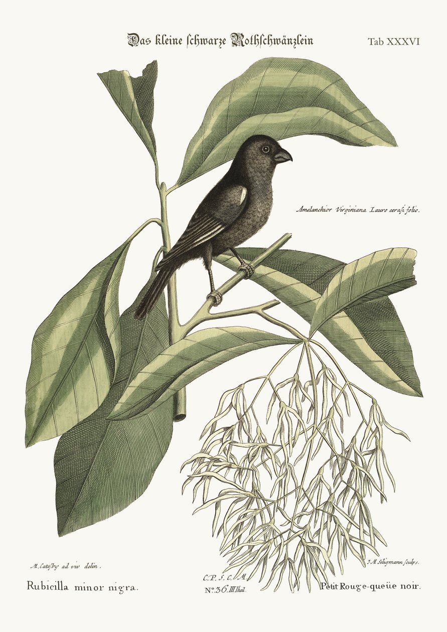 黑色小红腹灰雀，1749-73 作者 马克·凯茨比