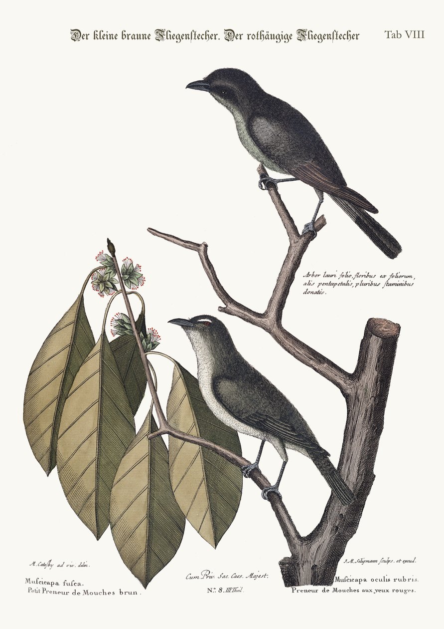 小棕姬。红眼捕蝇器，1749-73 作者 马克·凯茨比