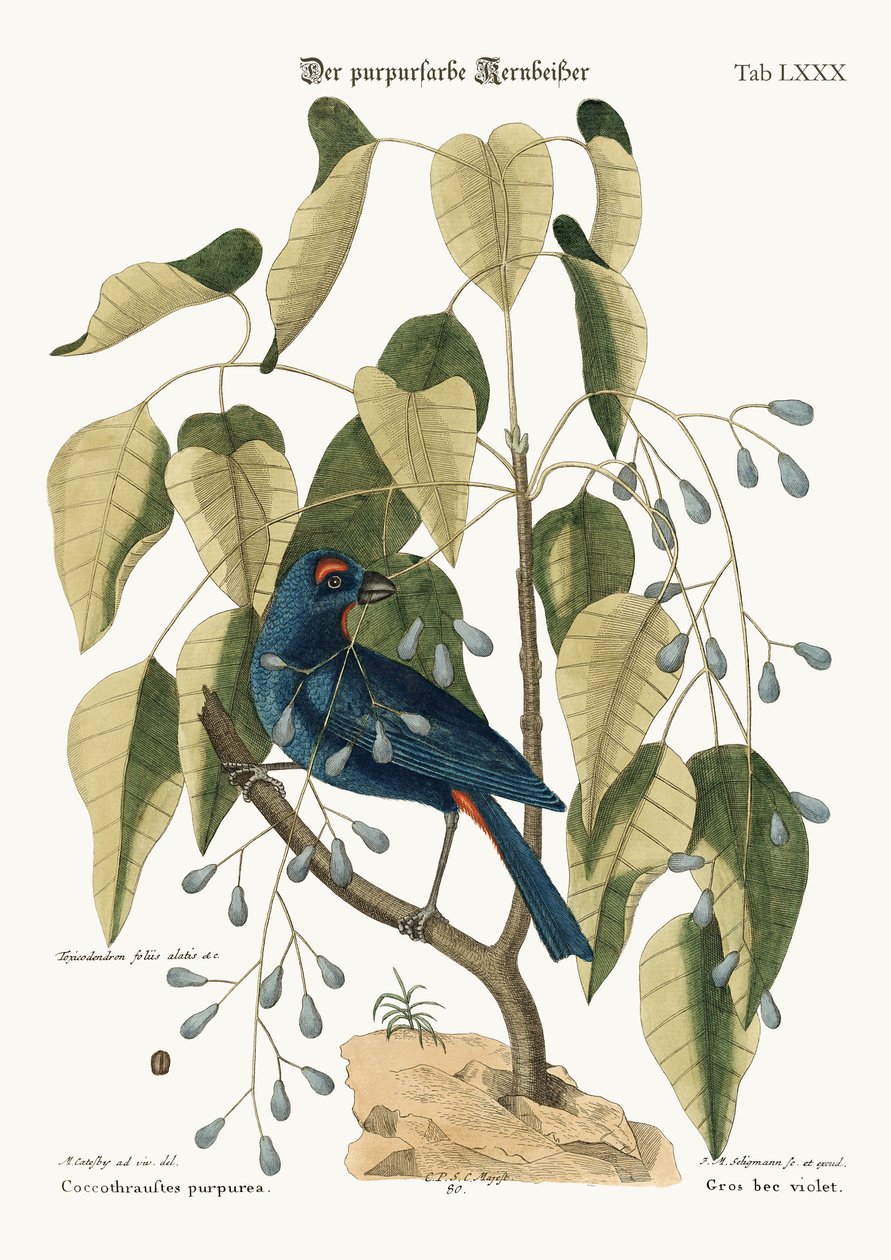 紫色的Gross-beak，1749-73 作者 马克·凯茨比