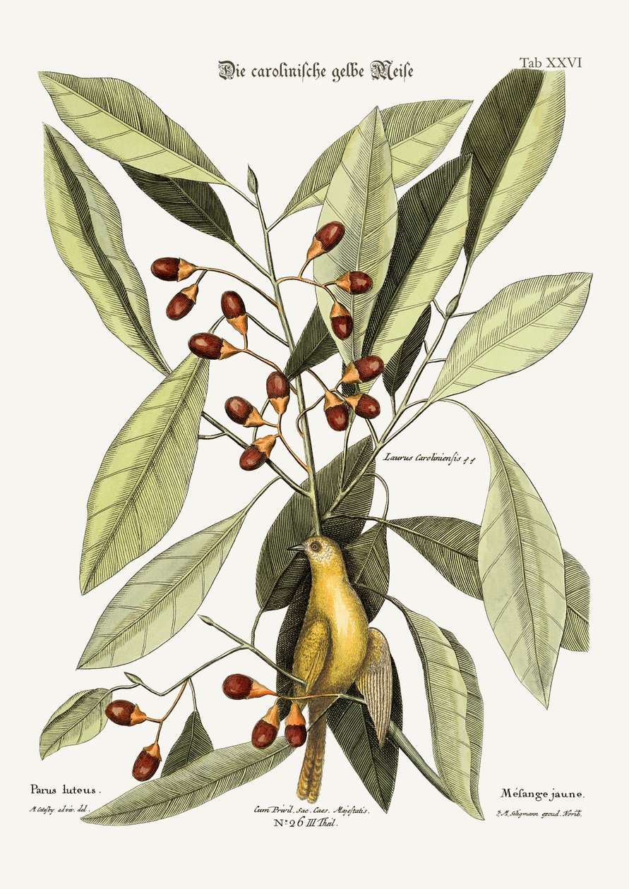 黄色山雀，1749-73 作者 马克·凯茨比