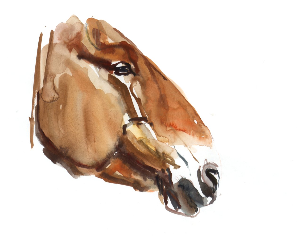 古代头（Przewalski）2012年，（纸上水彩） 作者 马克·阿德灵顿