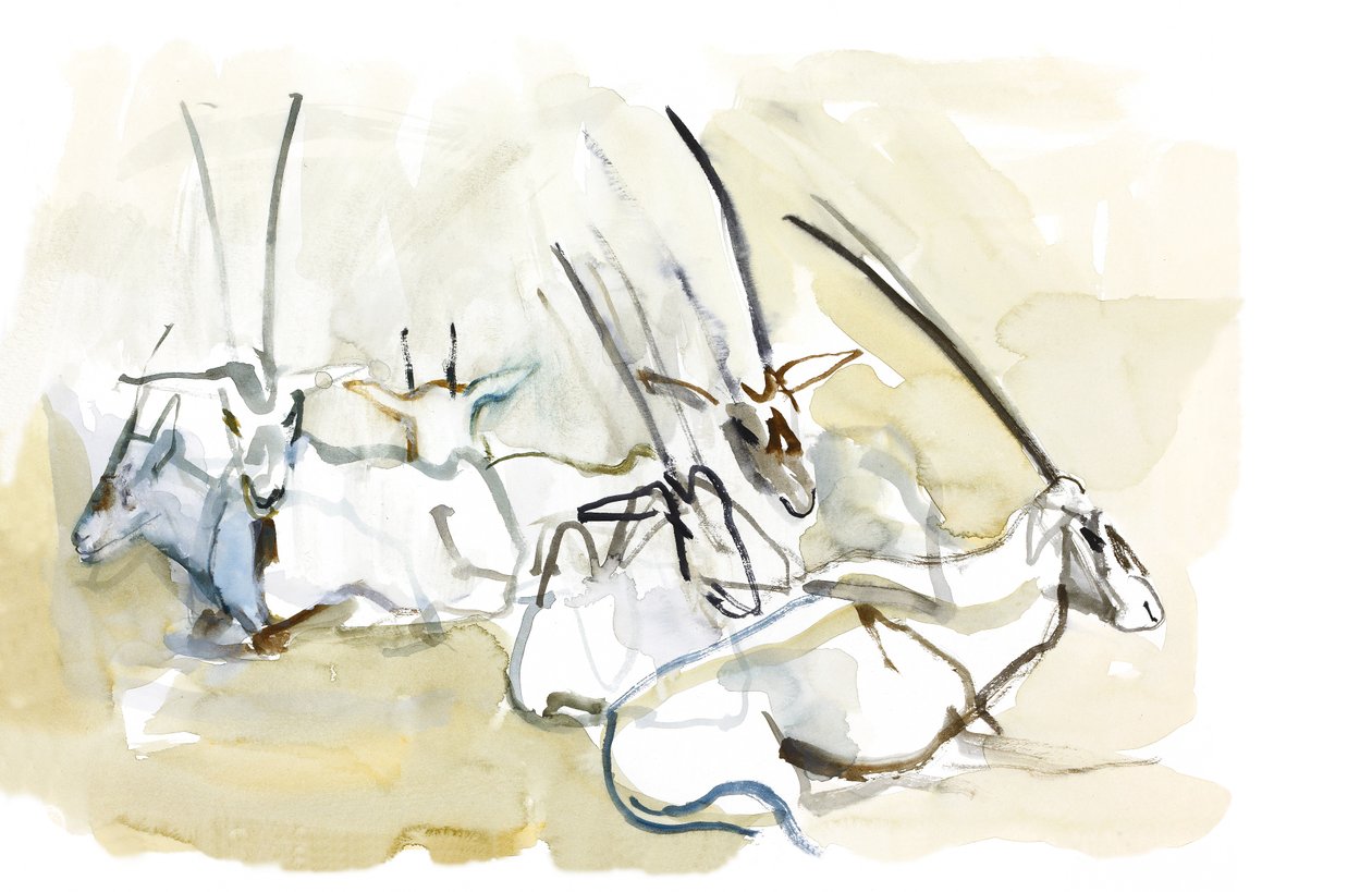 阿拉伯羚羊，2010年（纸上油） 作者 马克·阿德灵顿