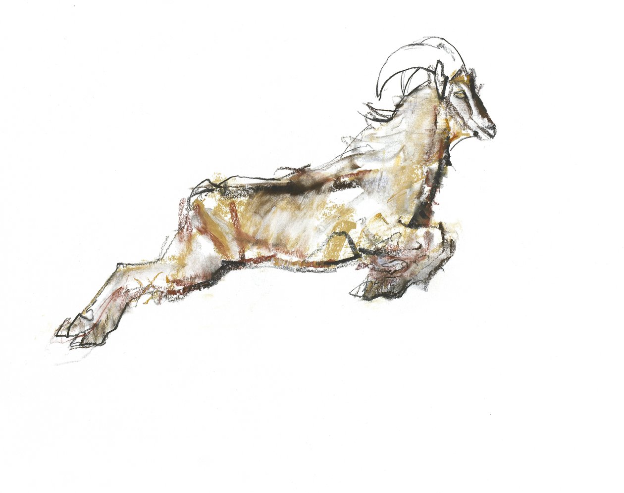Arabian Tahr，2009年（纸上谈论木炭） 作者 马克·阿德灵顿
