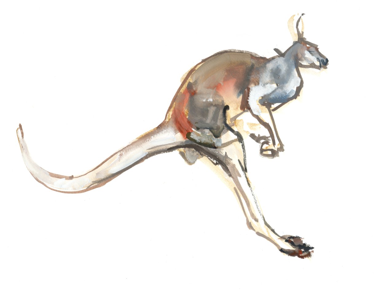 Boing，（Red Kangaroo），2012，（水彩和纸上颜料） 作者 马克·阿德灵顿