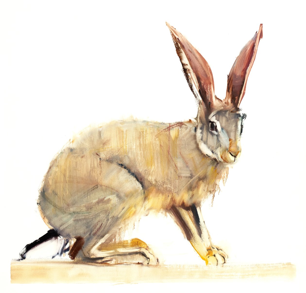 Cape Hare，2010（纸上谈兵） 作者 马克·阿德灵顿