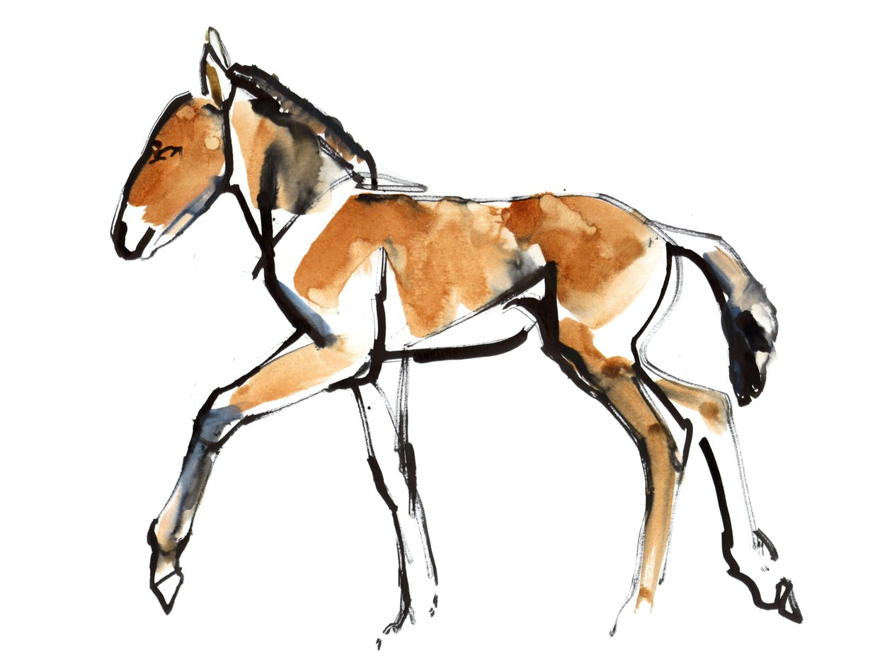 Colt（Przewalski），2013（sennelier墨水，水彩和水粉） 作者 马克·阿德灵顿