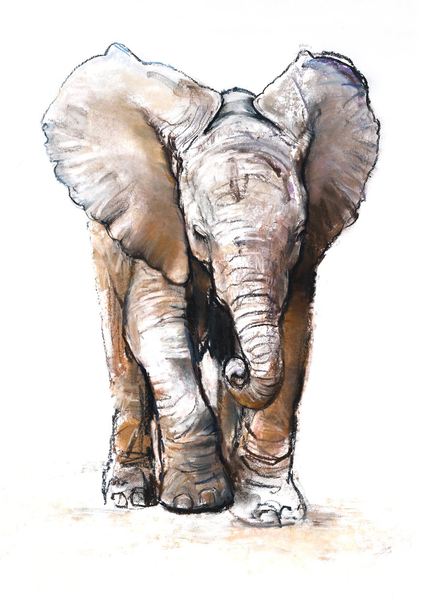 Concentration (baby elephant), 2018 作者 马克·阿德灵顿