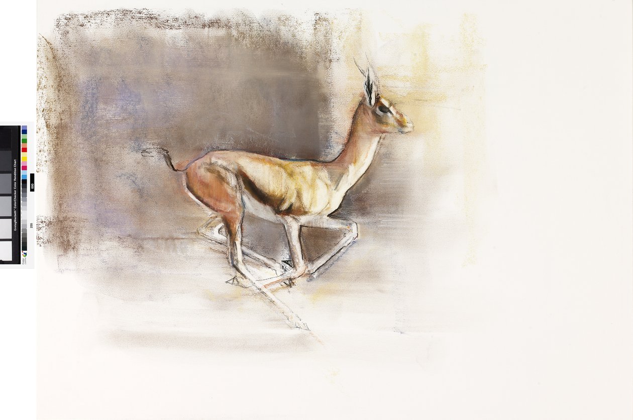 沙漠风（阿拉伯瞪羚），2010年（纸上油） 作者 马克·阿德灵顿