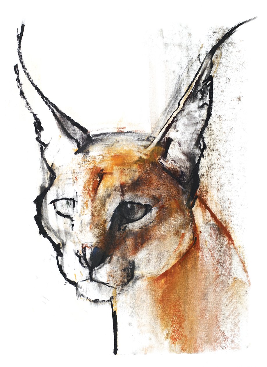 Feline（阿拉伯卡拉卡尔），2009年（纸上谈论木炭） 作者 马克·阿德灵顿