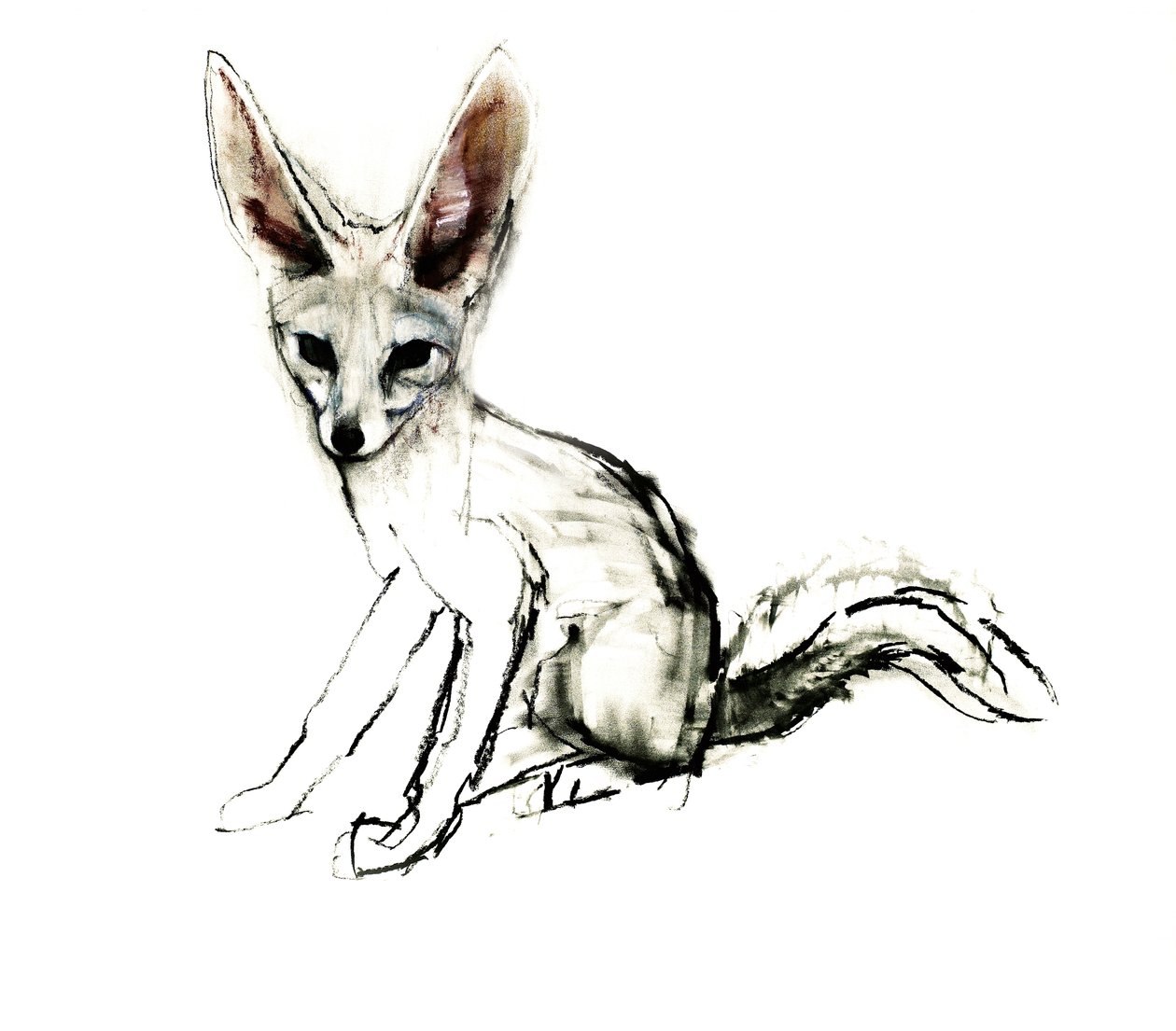 Foxy（Sand Fox），2009年（纸上谈论木炭） 作者 马克·阿德灵顿