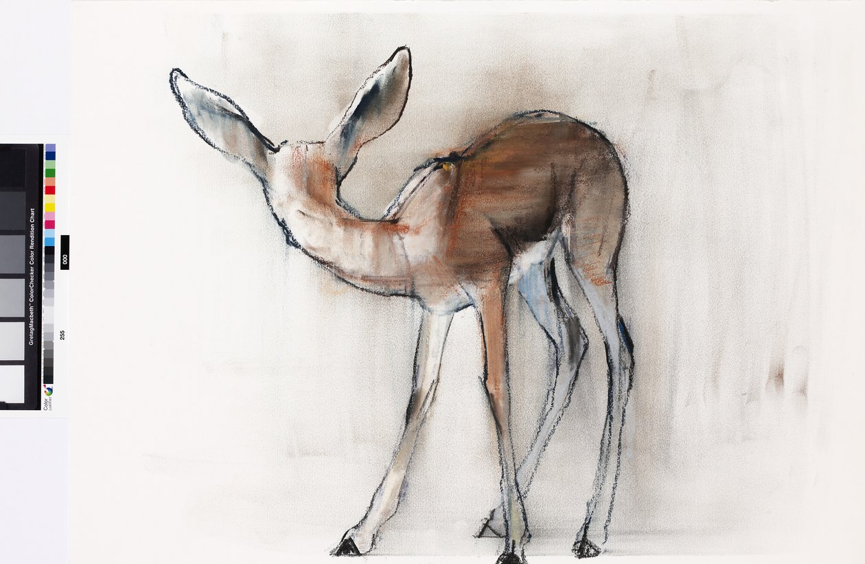 Gazelle Fawn（阿拉伯瞪羚）2010（纸上油画） 作者 马克·阿德灵顿